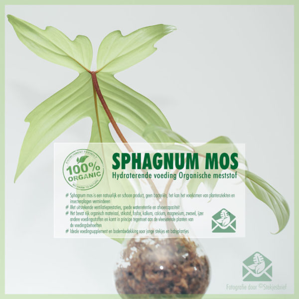 Sphagnum moss බිම් ආවරණ නැවුම් sphagnum පාසි මිලදී ගන්න