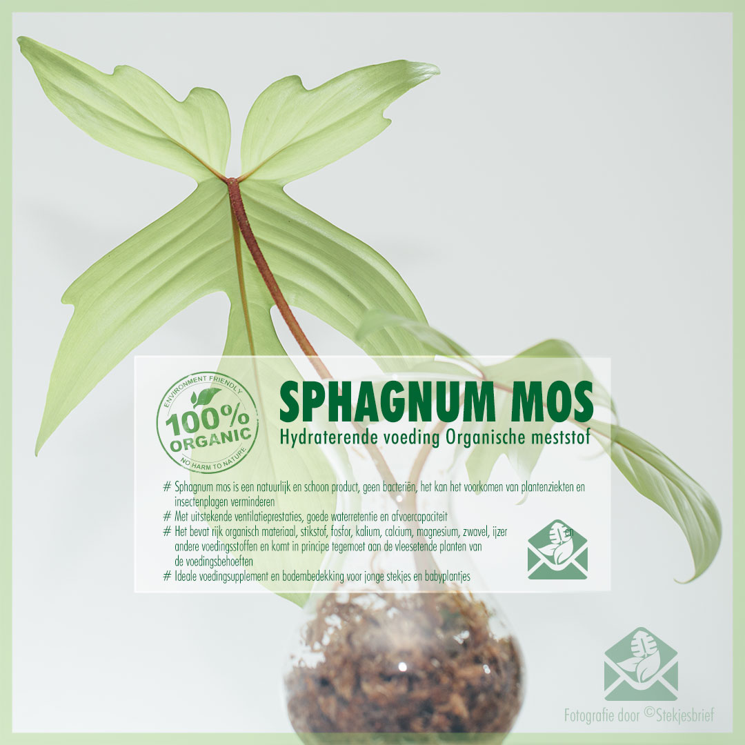 Musgo Sphagnum vivo, por litros.