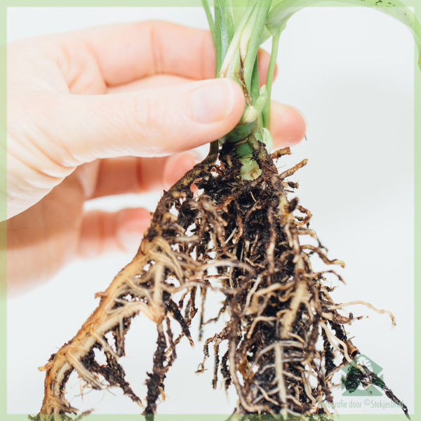 Mésér Philodendron Rhapidophora tetrasperma monstera minima motong rooted