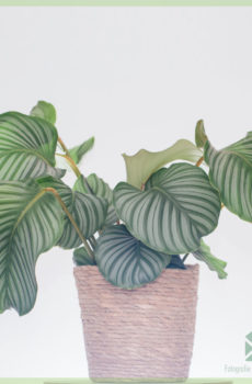 Kirîn û lênihêrîna Calathea Orbifolia goeppertia