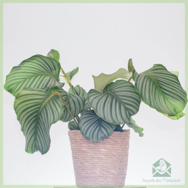 Aĉetado kaj prizorgado de Calathea Orbifolia goeppertia