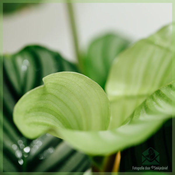 Emptio et curans Calatheae Orbifolia goeppertia