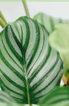 Achte ak pran swen Calathea Orbifolia goeppertia