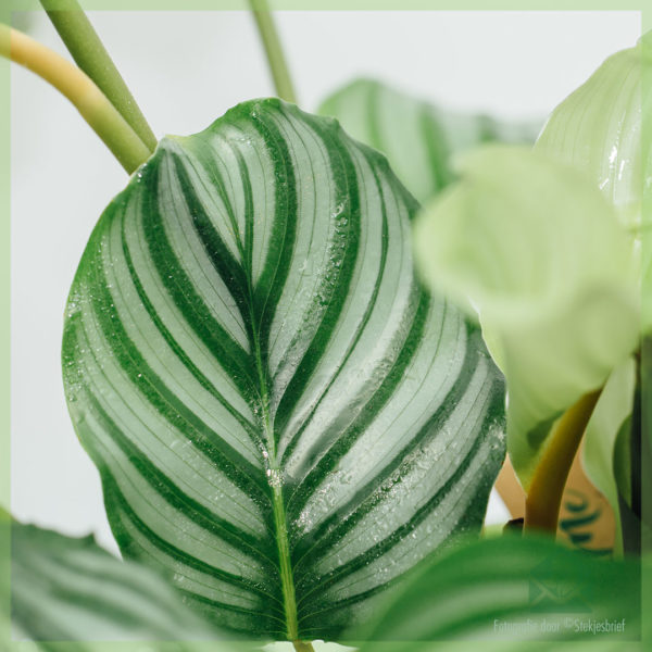 Calathea Orbifolia goeppertia kopen en verzorgen