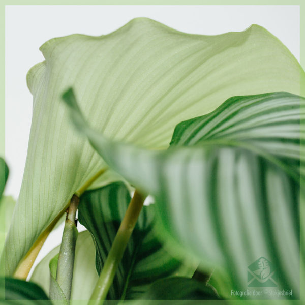 Calathea Orbifolia goeppertia kopen en verzorgen