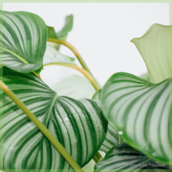 Calathea Orbifolia goeppertia kopen en verzorgen