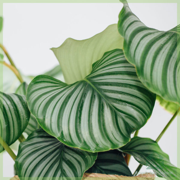 Calathea Orbifolia goeppertian ostaminen ja hoito