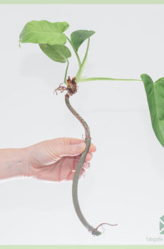 Keapje Philodendron Golden Dragen unrooted cutting