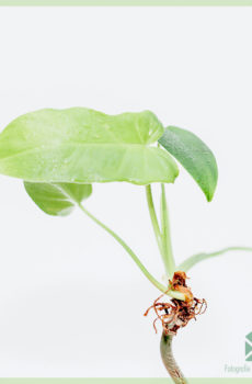 Buy Philodendron aureum Dragen sectione exstirpata