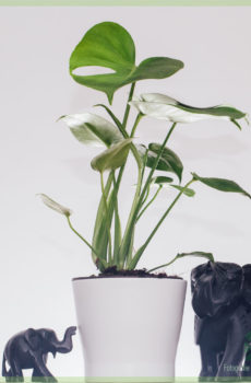 Buy Philodendron Monstera Deliciosa Hole plant