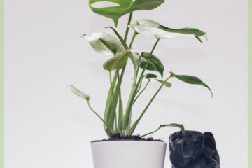 Philodendron Monstera Deliciosa Hole پلانٹ خریدیں۔