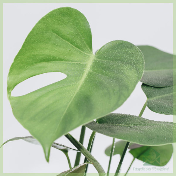 Philodendron Monstera Deliciosa Gatenplant kopen