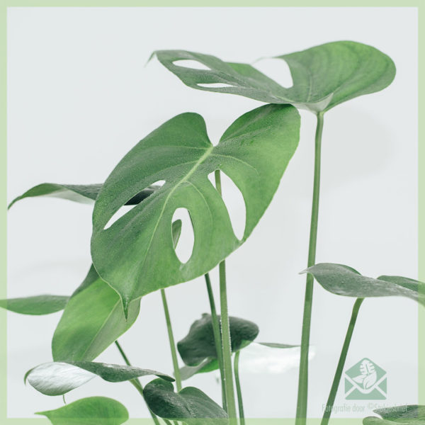 Buy Philodendron Monstera Deliciosa Hole plantae fictile 14 cm