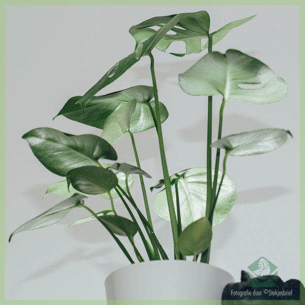 Philodendron Monstera Deliciosa Gatenplant kopen pot 14 cm