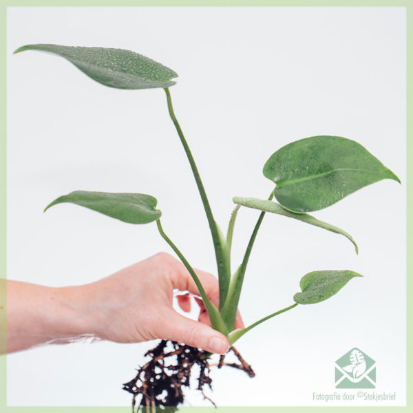 Buy Philodendron Monstera Deliciosa planta incisuras