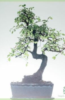 분재 나무 S 자형 - 8 세 - 높이 25-30 cm+