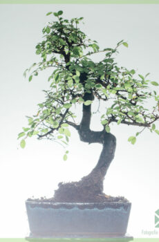 Bonsai-Baum S-förmig - 8 Jahre alt - Höhe 25-30 cm+