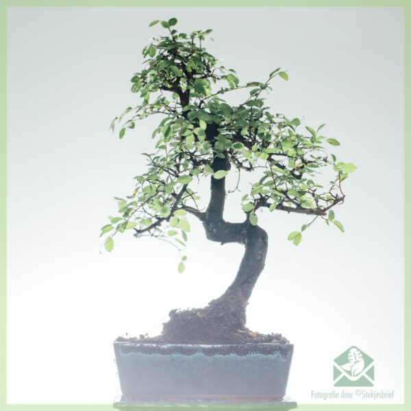 Bonsai Tree S formad - 8 år gammal - Höjd 25-30 cm+