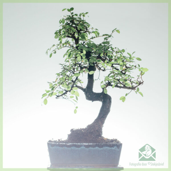 Bonsai strom ve tvaru S - 8 let - Výška 25-30 cm+