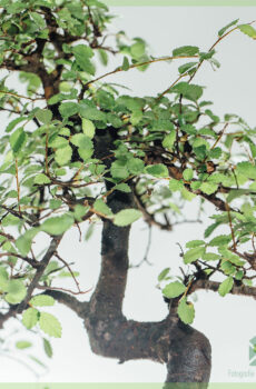 בונסאי עץ בצורת S - בן 8 שנים - גובה 25-30 ס"מ+