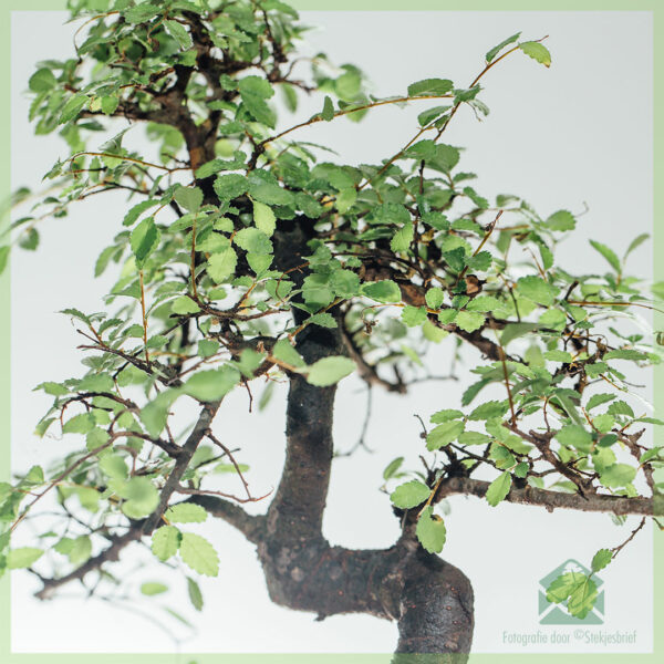 Bonsai-boom S-vormig - 8 jaar oud - Hoogte 25-30 cm+