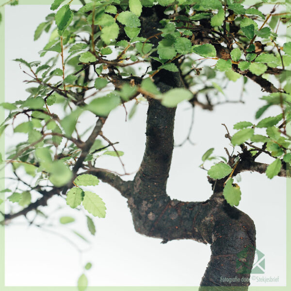 Bonsai-boom S-vormig - 8 jaar oud - Hoogte 25-30 cm+