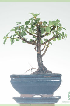 분재 Portulacaria Afra(옥) 구매