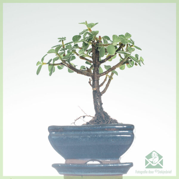 Купити бонсай Portulacaria Afra (Jade)