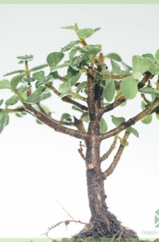 Bonsai Portulacaria Afra (Jade) bikirin