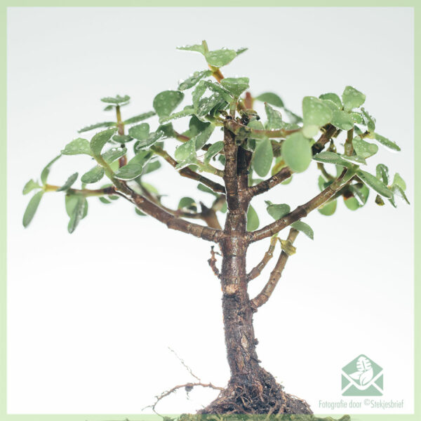 Bonsai Portulacaria Afra（Jade）を購入する