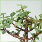 Bonsai Portulacaria Afra (Jade) kopen