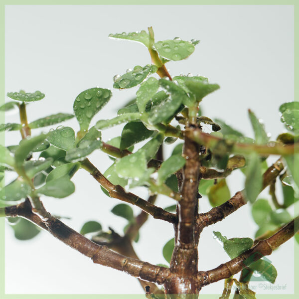 Tuku Bonsai Portulacaria Afra (Jade)