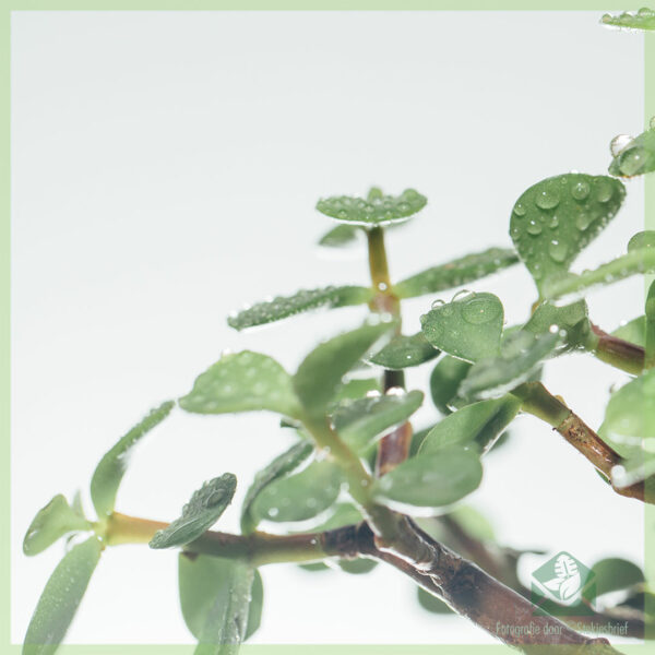 Купете бонсай Portulacaria Afra (Jade)