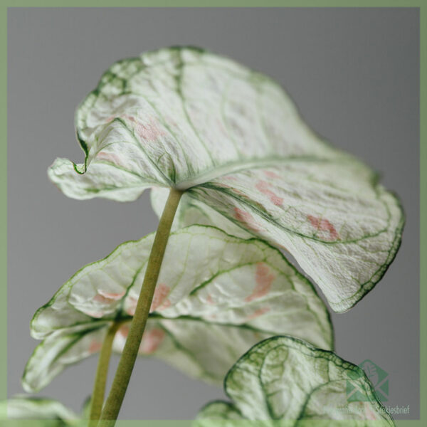 Caladium gewortelde stekjes kopen en verzorgen