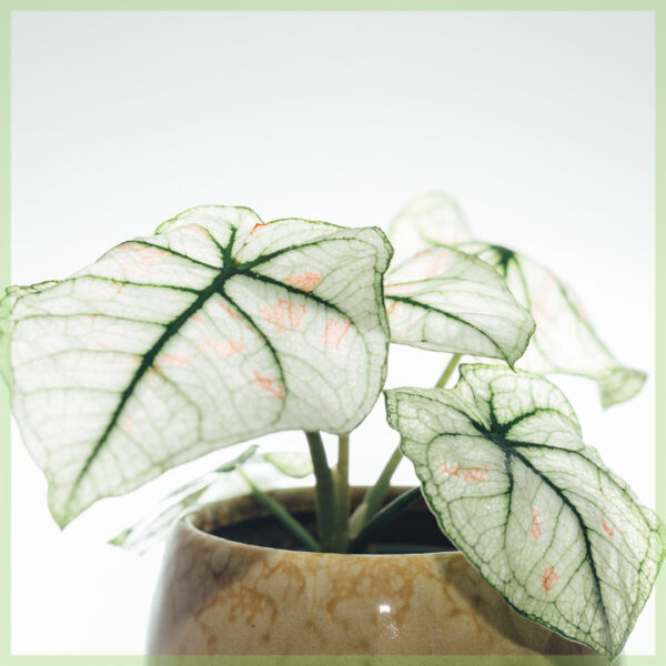 Caladium gewortelde stekjes kopen en verzorgen