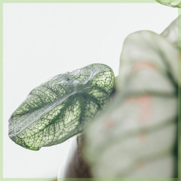 Caladium gewortelde stekjes kopen en verzorgen