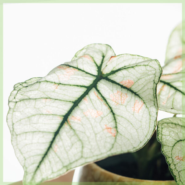 Caladium gewortelde stekjes kopen en verzorgen