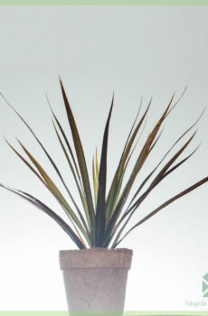 Dracaena Reflexa dragon pye bwa achte ak swen