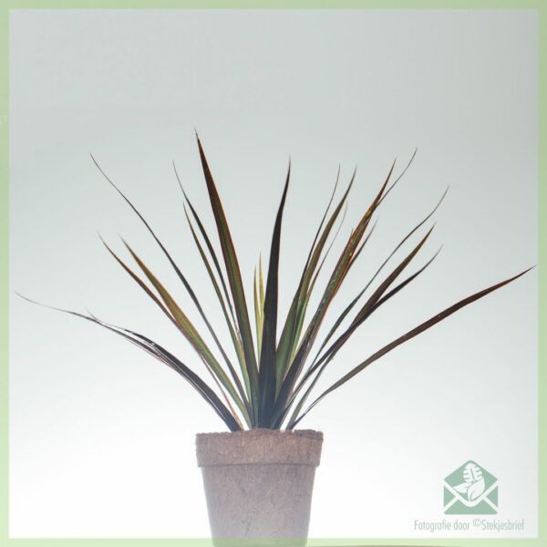 Dracaena Reflexa Dragon tree acquista e cura