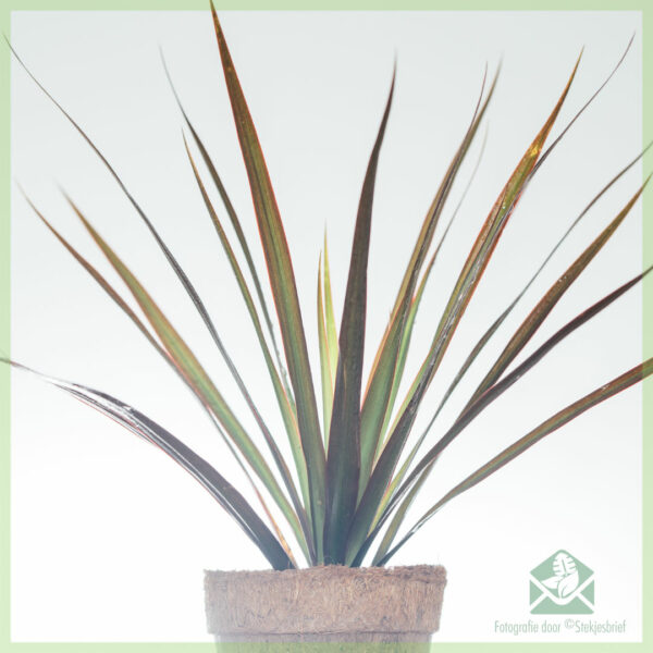 Dracaena Reflexa Dragon boom koop en versorg