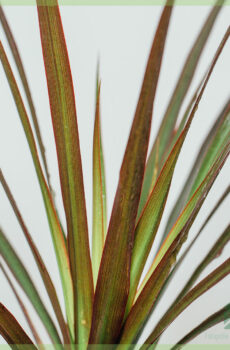 Dracaena Reflexa Dragon boom koop en versorg