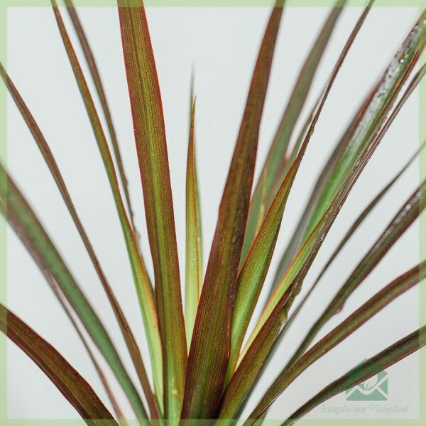 Dracaena Reflexa Dragon boom koop en versorg