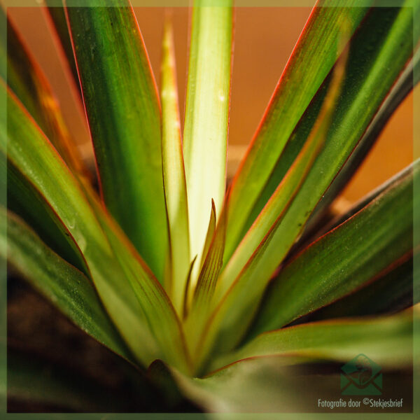 Dracaena Reflexa Drakenboom kopen en verzorgen