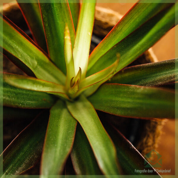 Dracaena Reflexa Drakenboom kopen en verzorgen