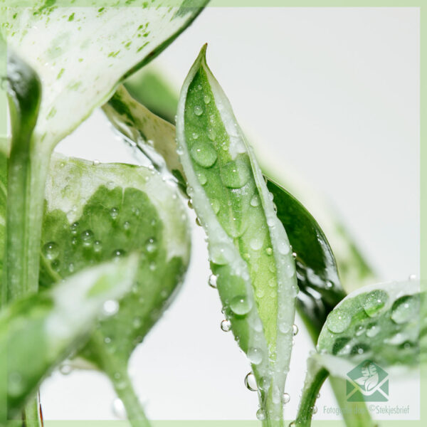 Epipremnum Scindapsus N'Joy kopen