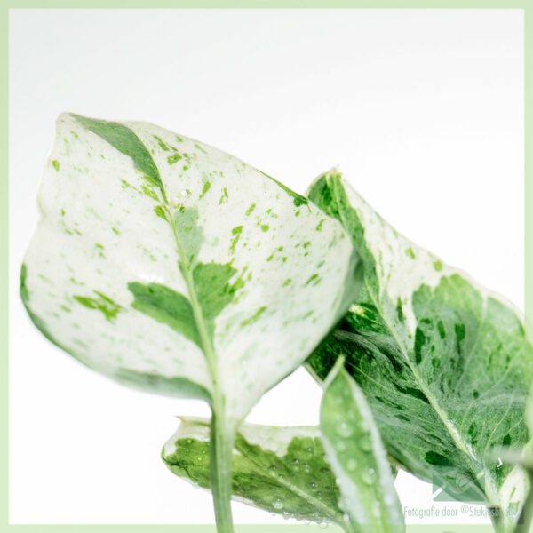 Epipremnum Scindapsus N'Joy kopen