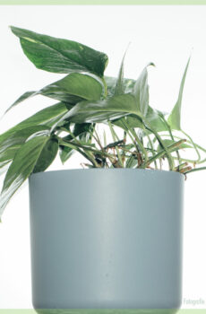 Epipremnum aureum variegata kopen en verzorgen