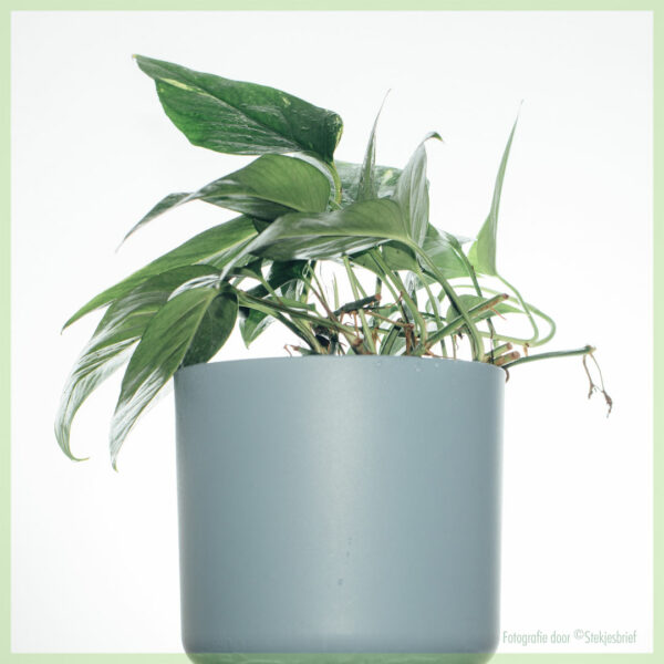 Купете и се грижите за Epipremnum aureum variegata