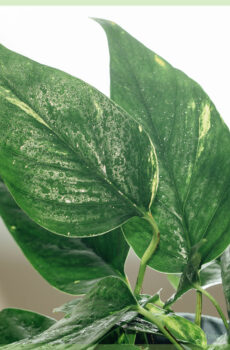 Meuli jeung miara Epipremnum aureum variegata