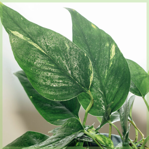 購買和護理 Epipremnum aureum variegata